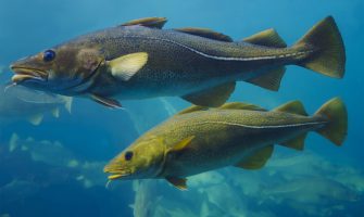 Morina Balığı Karaciğer Yağı (Cod Liver Oil) Nedir?
