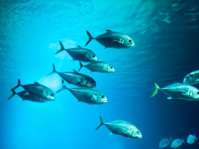 YÜKSEK DHA, NE KADARI YÜKSEK?